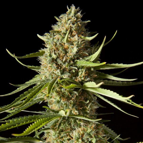 Amnesika 2.0 (Philosopher Seeds) Feminiserede