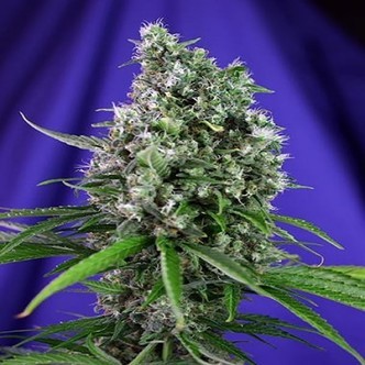 Sweet Trainwreck Auto (Sweet Seeds) feminiserede