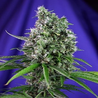 Sweet Trainwreck Auto (Sweet Seeds) Feminiserede