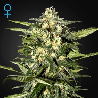 Jack Herer Auto (Greenhouse Seeds) Feminiserede