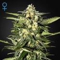 Jack Herer Auto (Greenhouse Seeds) Feminiserede