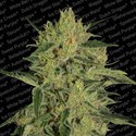 Nebula II CBD (Paradise Seeds) Feminiserede