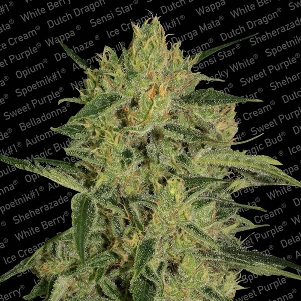 Nebula II CBD (Paradise Seeds) Feminiserede