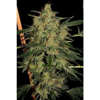 Nebula II CBD (Paradise Seeds) Feminiserede