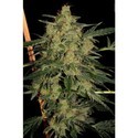 Nebula II CBD (Paradise Seeds) Feminiserede