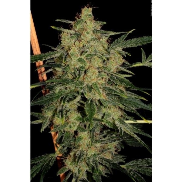 Nebula II CBD (Paradise Seeds) Feminiserede