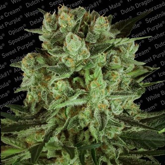 Durga Mata II CBD (Paradise Seeds) feminiserede cannabisfr&oslash;