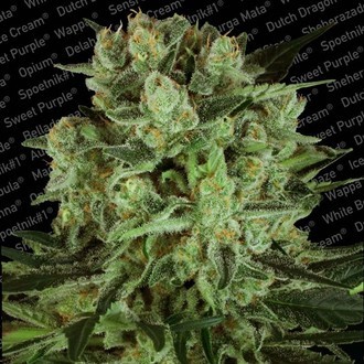 Durga Mata II CBD (Paradise Seeds) Feminiserede