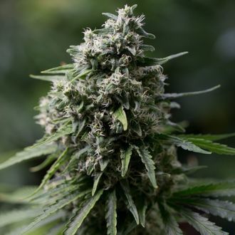 Critical+ 2.0 (Silent Seeds) Feminiserede