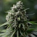Critical+ 2.0 (Silent Seeds) Feminiserede