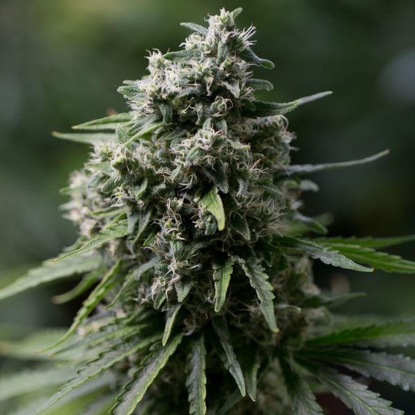 Critical+ 2.0 (Silent Seeds) Feminiserede