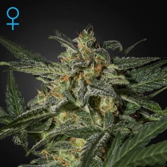 White Widow Auto (Greenhouse Seeds) feminiserede cannabisfr&oslash;