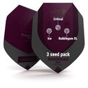 Feminiserede mix (Royal Queen Seeds)