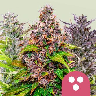Feminiseret mix (Royal Queen Seeds)