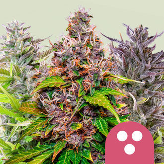 Feminiserede mix (Royal Queen Seeds)