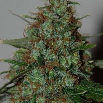 Wild Thailand Ryder Auto (World of Seeds) feminiserede cannabisfr&oslash;