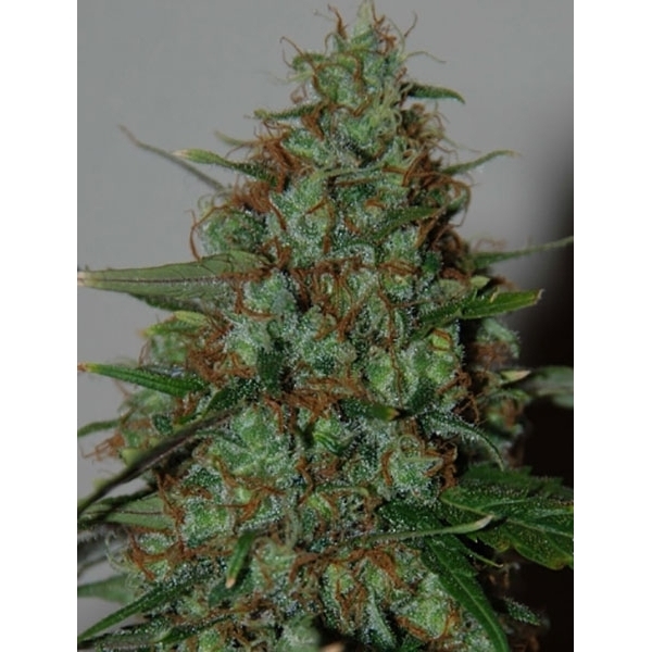 Wild Thailand Ryder Autoflower (World Of Seeds) Feminiserede