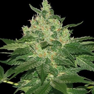 Afghan Kush (World Of Seeds) feminiserede cannabisfr&oslash;