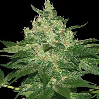 Afghan Kush (World Of Seeds) Feminiserede
