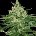 Afghan Kush (World Of Seeds) Feminiserede