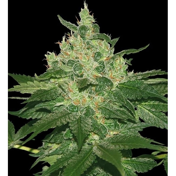 Afghan Kush (World Of Seeds) Feminiserede