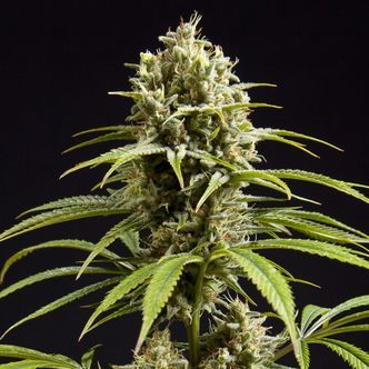 Fruity Jack (Philosopher Seeds) feminiserede