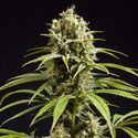 Fruity Jack (Philosopher Seeds) Feminiserede