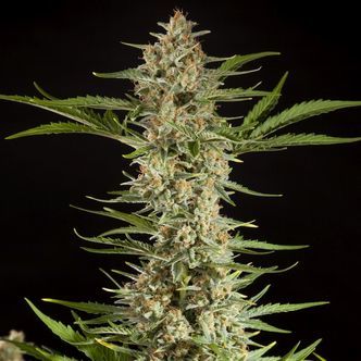 Fraggle Skunk Auto (Philosopher Seeds) feminiserede cannabisfr&oslash;