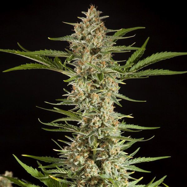 Fraggle Skunk Auto (Philosopher Seeds) Feminiserede