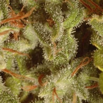 Sativa-mesterkollektionspakke (Paradise Seeds)