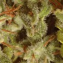 Collection Pack Sativa Champions (Paradise Seeds) Feminiserede