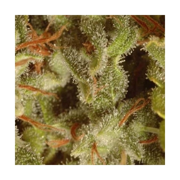 Collection Pack Sativa Champions (Paradise Seeds) Feminiserede