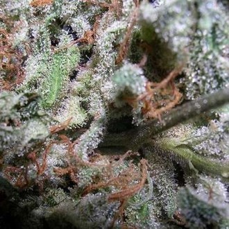 Collection Pack Indica Champions (Paradise Seeds) Feminiserede