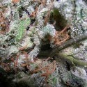 Collection Pack Indica Champions (Paradise Seeds) Feminiserede