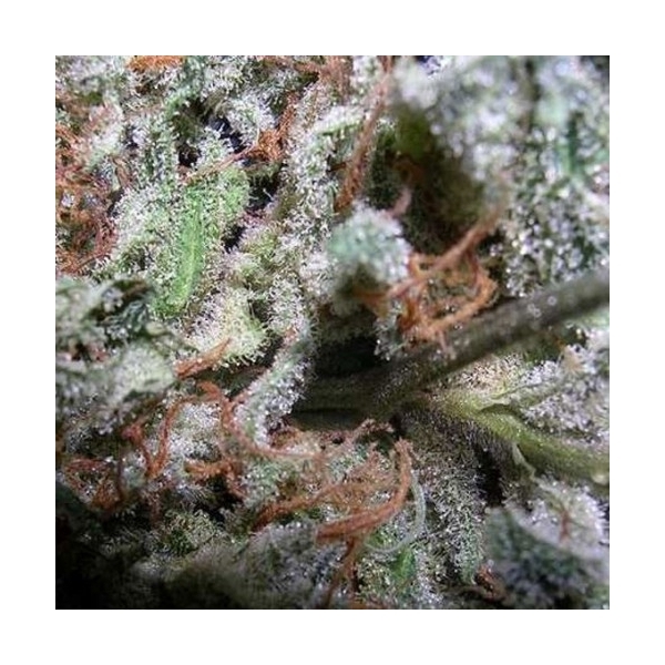 Collection Pack Indica Champions (Paradise Seeds) Feminiserede