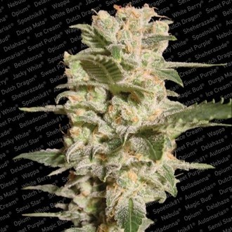 Belladonna (Paradise Seeds) Feminiserede