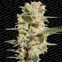 Belladonna (Paradise Seeds) Feminiserede