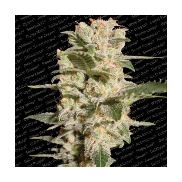 Belladonna (Paradise Seeds) Feminiserede