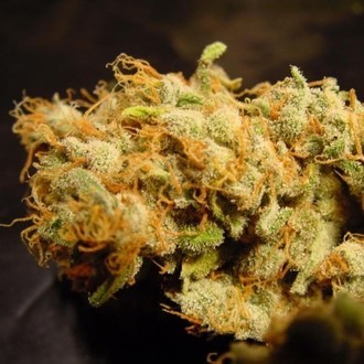 Belladonna (Paradise Seeds) Feminiserede