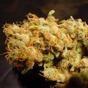 Belladonna (Paradise Seeds) Feminiserede