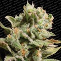 Dutch Dragon (Paradise Seeds) Feminiserede