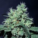 Dutch Dragon (Paradise Seeds) Feminiserede
