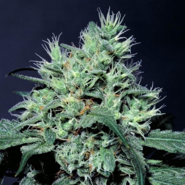 Dutch Dragon (Paradise Seeds) Feminiserede