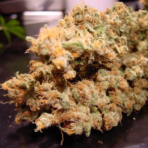 Dutch Dragon (Paradise Seeds) Feminiserede