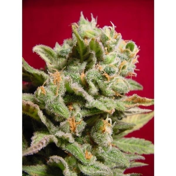 Dutch Dragon (Paradise Seeds) Feminiserede