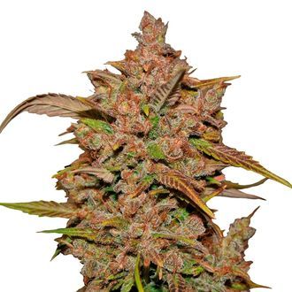 Crystal Meth Auto (FastBuds) Feminiserede