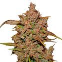 Crystal Meth Auto (FastBuds) Feminiserede