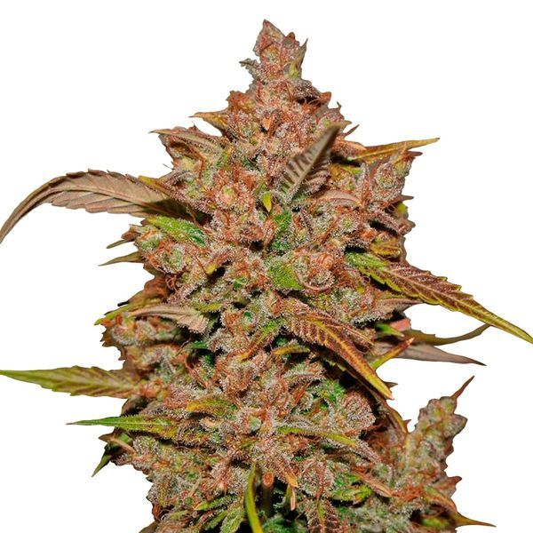 Crystal Meth Auto (FastBuds) Feminiserede