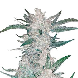 Mexican Airlines Auto (FastBuds) feminiserede
