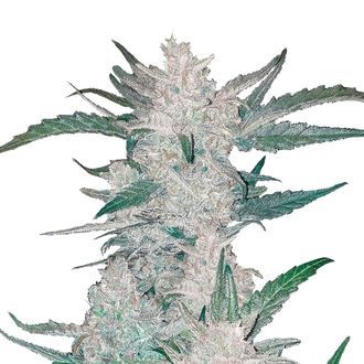 Mexican Airlines Auto (FastBuds) Feminiserede